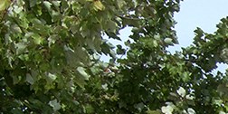 The Greens At Springfield Apartments In Springfield Mo